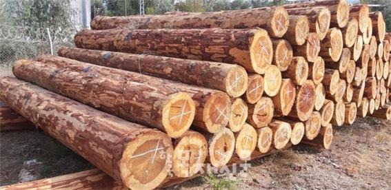 2022.3 [언론보도] [ 목재신문 2022.3.4 ] 수입 어렵다던 레바논産 백향목 수입됐다 4.jpg