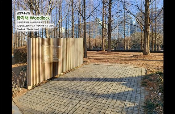 2025.2 [시공갤러리] [ 우드블럭,시베리안라치 ] 목재보도블럭,시베리안라치 규화목 일산호수공원의 황지해 정원 (10달 경과후 2025 2.20 일 현재 ) 8.jpg